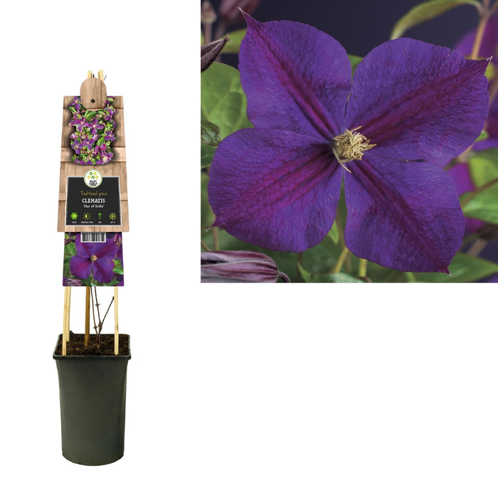 Clematite Star D'Inde D17Cm H75Cm