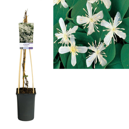 Clematis Terniflora D17Cm H75Cm