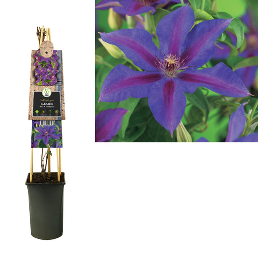 Clematis Thompson D17Cm H75Cm