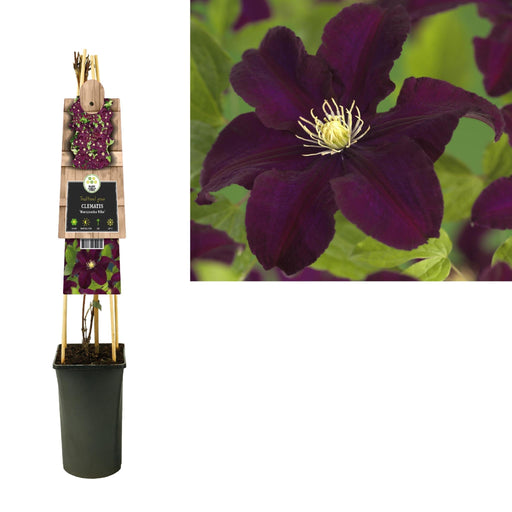 Clematis Warszawska Lilla D17Cm H75Cm