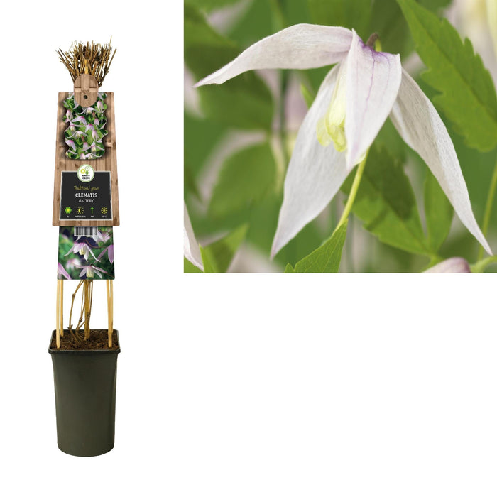 Clematis Willy Hvit D17Cm H75Cm