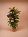 Codiaeum Croton Iceton