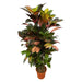 Codiaeum Croton Iceton