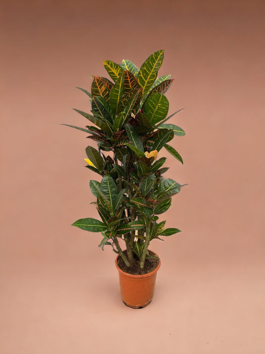 Codiaeum Croton Petra