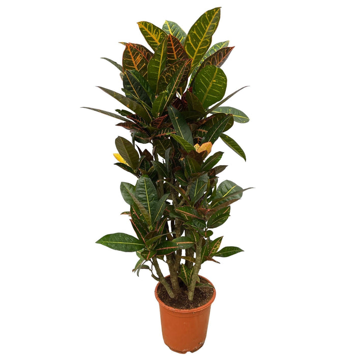 Codiaeum Croton Petra