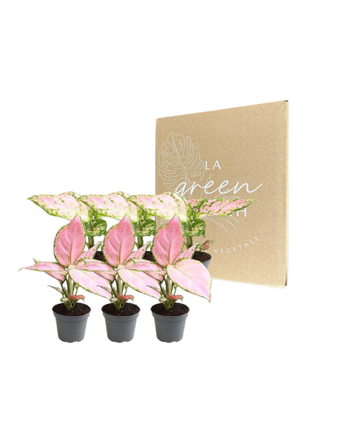 Aglaonema Box - Sett Med 6 Planter