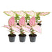 Aglaonema Box - Sett Med 6 Planter