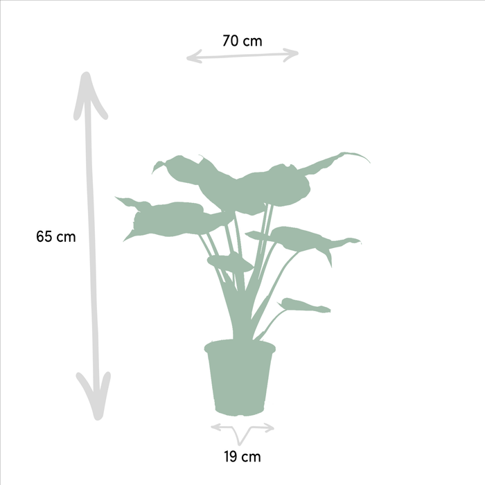 Alocasia Cucullata Box - Sett Med 2 Planter