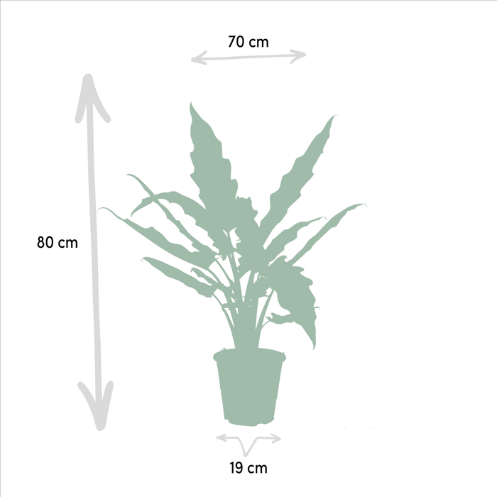 Alocasia Cucullata Box - Sett Med 2 Planter