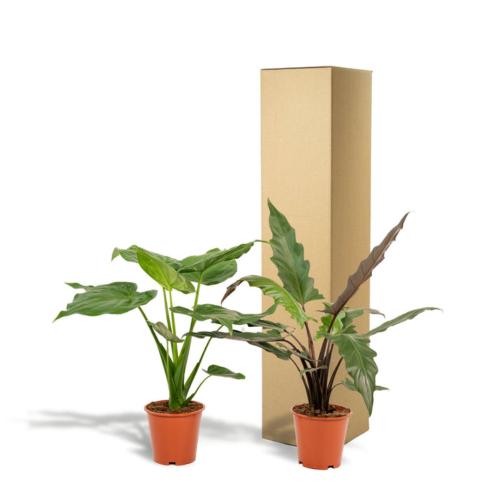 Alocasia Cucullata Box - Sett Med 2 Planter