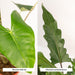 Alocasia Box - Sett Med 2 Planter