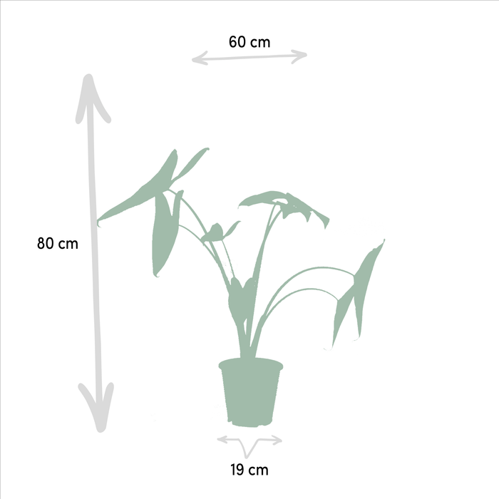 Alocasia Box - Sett Med 2 Planter