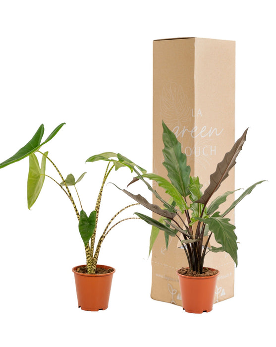 Alocasia Box - Sett Med 2 Planter