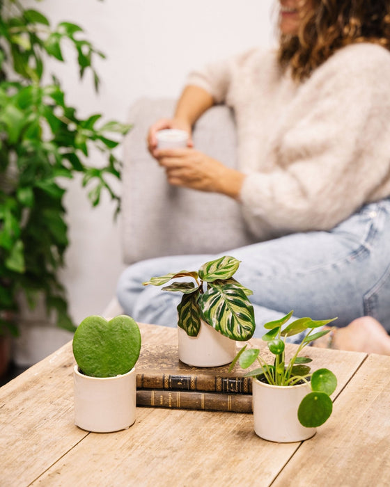 Babyplanteboks