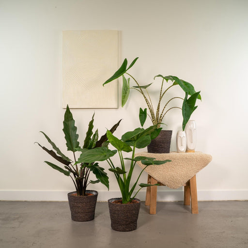 Alocasia Gaveeske - Sett Med 3 Planter