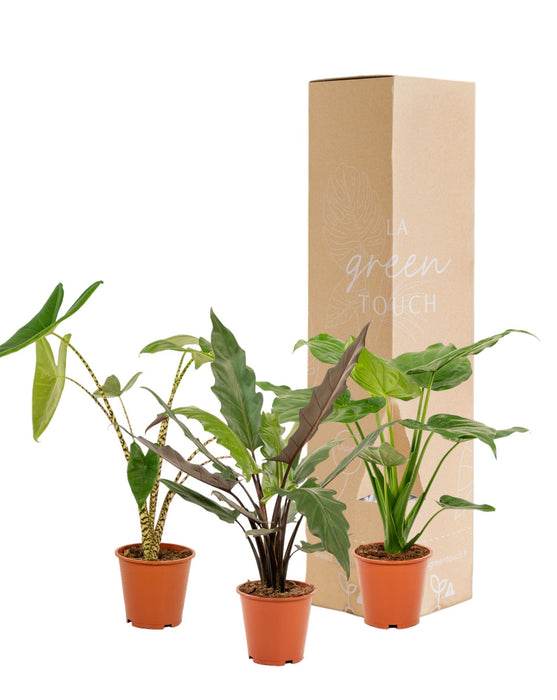 Alocasia Gaveeske - Sett Med 3 Planter