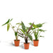 Alocasia Gaveeske - Sett Med 3 Planter