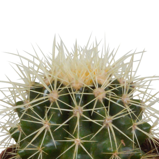 Baby Cactus Gaveeske - Sett Med 3 Planter, H16Cm