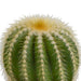 Baby Cactus Gaveeske - Sett Med 3 Planter, H16Cm