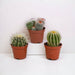 Baby Cactus Gaveeske - Sett Med 3 Planter, H16Cm