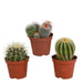 Baby Cactus Gaveeske - Sett Med 3 Planter, H16Cm