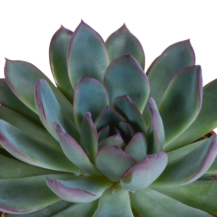 Echeveria Gaveeske Og Dens Hvite Plantepotter - Sett Med 3 Planter, H21Cm