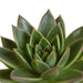 Echeveria Gaveeske Og Dens Hvite Plantepotter - Sett Med 3 Planter, H21Cm