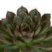 Echeveria Gaveeske Og Dens Hvite Plantepotter - Sett Med 3 Planter, H21Cm