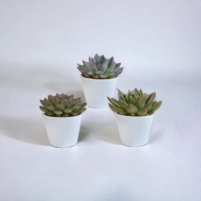 Echeveria Gaveeske Og Dens Hvite Plantepotter - Sett Med 3 Planter, H21Cm