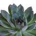 Echeveria Gaveeske Og Dens Terrakottaplantepotter - Sett Med 3 Planter, H21Cm