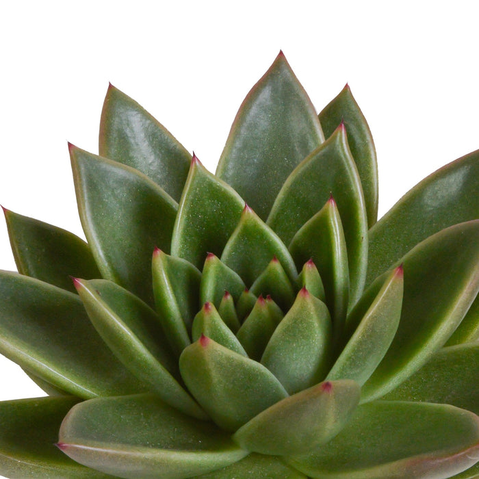 Echeveria Gaveeske Og Dens Terrakottaplantepotter - Sett Med 3 Planter, H21Cm