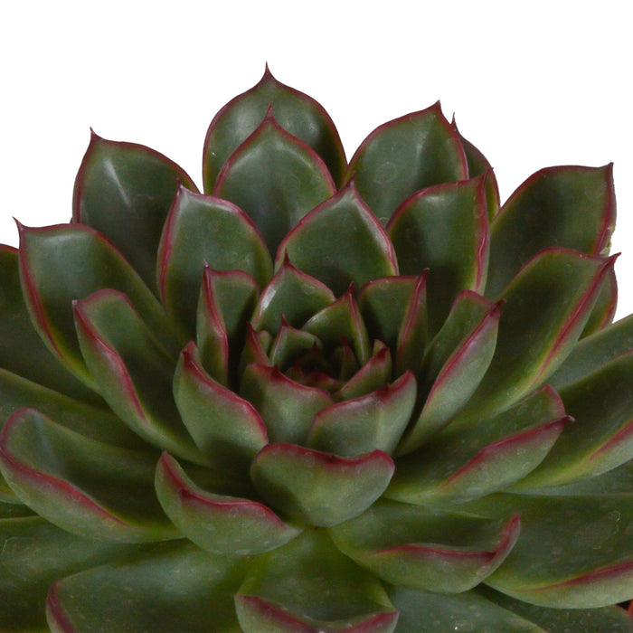 Echeveria Gaveeske Og Dens Terrakottaplantepotter - Sett Med 3 Planter, H21Cm