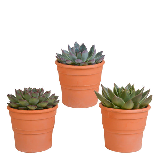 Echeveria Gaveeske Og Dens Terrakottaplantepotter - Sett Med 3 Planter, H21Cm