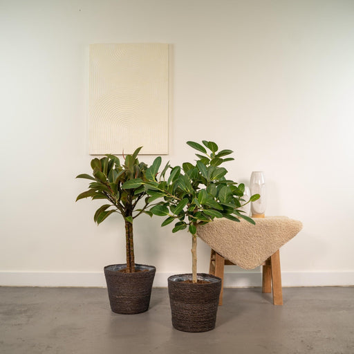 Ficus Gaveeske - Sett Med 2 Planter, H90Cm