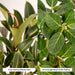 Ficus Gaveeske - Sett Med 2 Planter, H90Cm