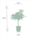 Ficus Gaveeske - Sett Med 2 Planter, H90Cm