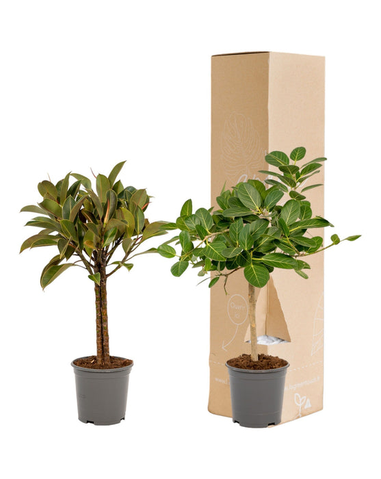 Ficus Gaveeske - Sett Med 2 Planter, H90Cm