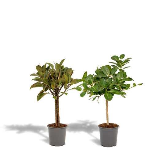 Ficus Gaveeske - Sett Med 2 Planter, H90Cm