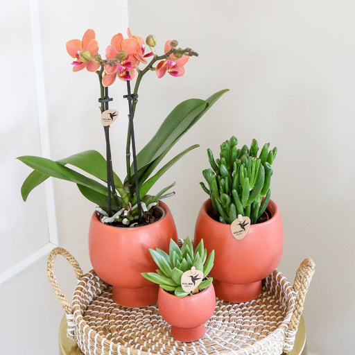 Terracotta Gaveeske: Phalaenopsis Orchid & Sukkulenter