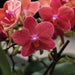 Terracotta Gaveeske: Phalaenopsis Orchid & Sukkulenter