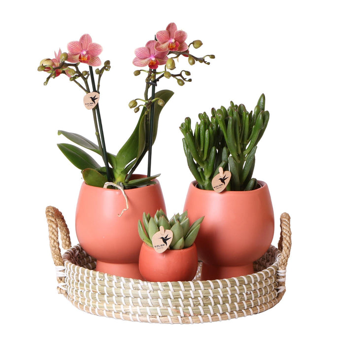 Terracotta Gaveeske: Phalaenopsis Orchid & Sukkulenter