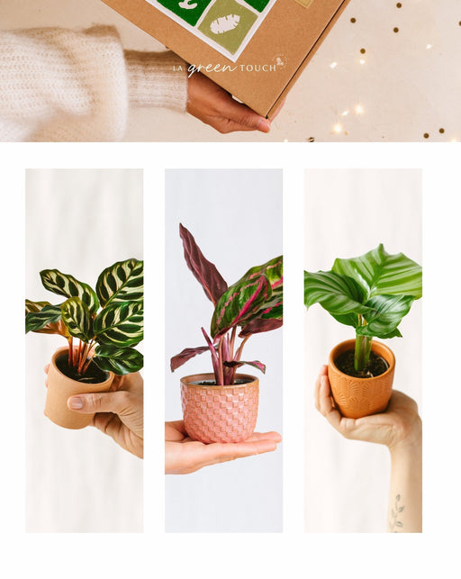 Calathea Lovers Box - Trio Av Babyplanter