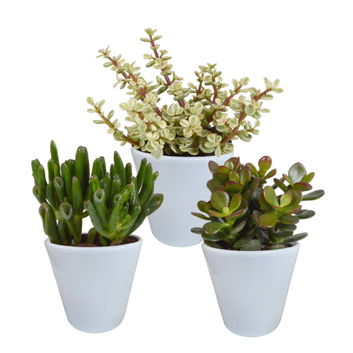 Crassula Box Og Dens Hvite Plantepotter - Sett Med 3 Planter, H18Cm