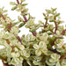 Crassula Box Og Dens Hvite Plantepotter - Sett Med 3 Planter, H18Cm