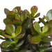 Crassula Box Og Dens Hvite Plantepotter - Sett Med 3 Planter, H18Cm