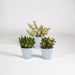 Crassula Box Og Dens Hvite Plantepotter - Sett Med 3 Planter, H18Cm