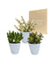 Crassula Box Og Dens Hvite Plantepotter - Sett Med 3 Planter, H18Cm