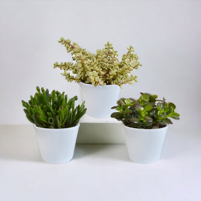 Crassula Box Og Dens Hvite Plantepotter - Sett Med 3 Planter, H21Cm