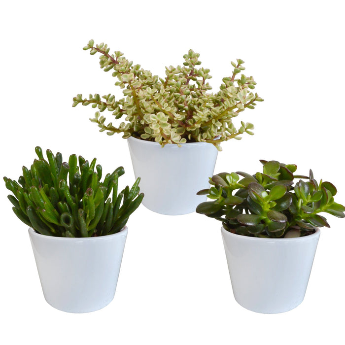 Crassula Box Og Dens Hvite Plantepotter - Sett Med 3 Planter, H21Cm