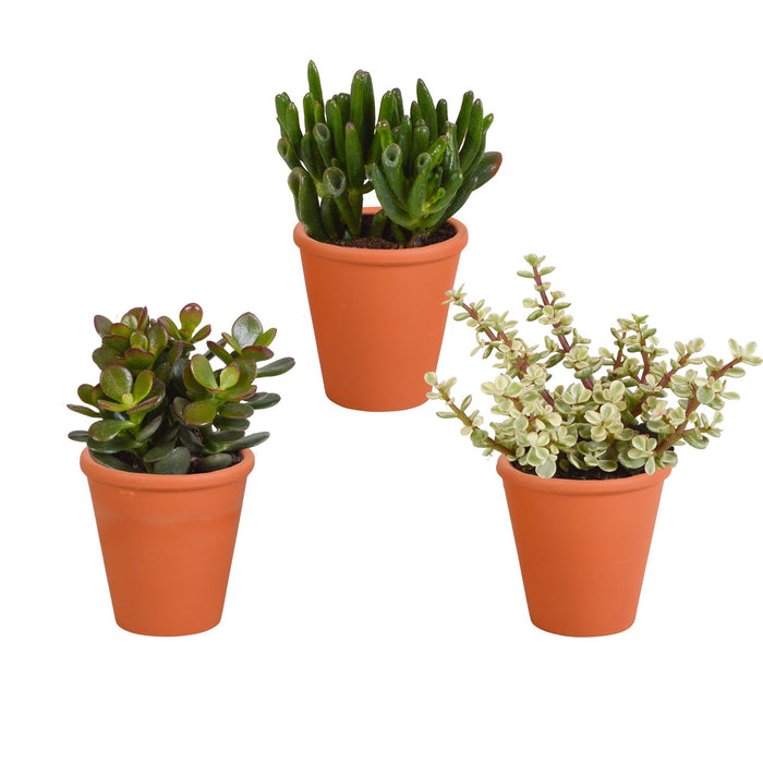 Crassula Box Og Dens Terrakotta Plantepotter - Sett Med 3 Planter, H18Cm